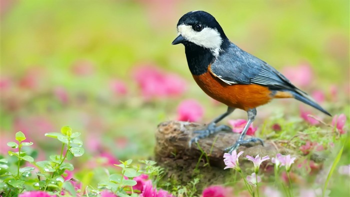 日本山雀鳥 - 動物桌面壁紙 查看次數:8081