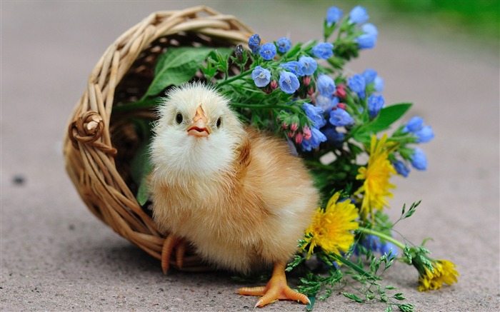 petit poussin panier des fleurs-photo HD fond d'écran Vues:11593