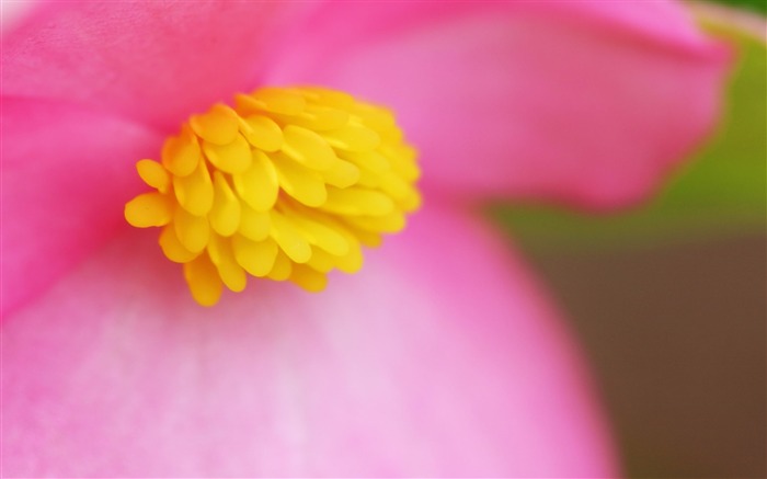 pétalas flor rosa-macro foto papel de parede Visualizações:6244