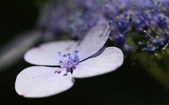 petals lavender flower-macro photo wallpaper Views:6912 Date:2015/11/12 6:20:58