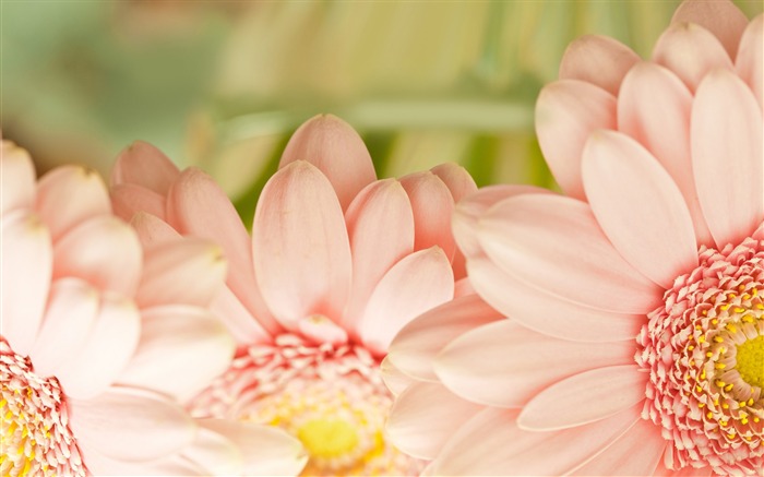 pink flower petals-macro photo wallpaper Views:7125 Date:2015/11/12 6:07:28