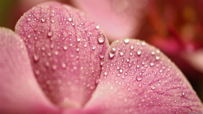 Pétalas cor de rosa gota de orvalho-macro foto papel de parede Visualizações:7822