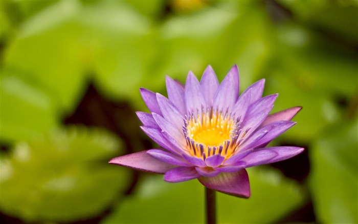 purple flower lily grass leaves-macro photo wallpaper Views:6895 Date:2015/11/12 6:05:47