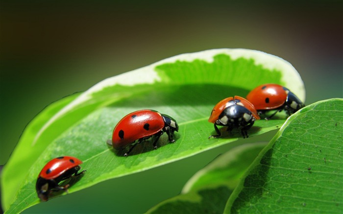 feuilles de coccinelle rouge-photo HD fond d'écran Vues:11071