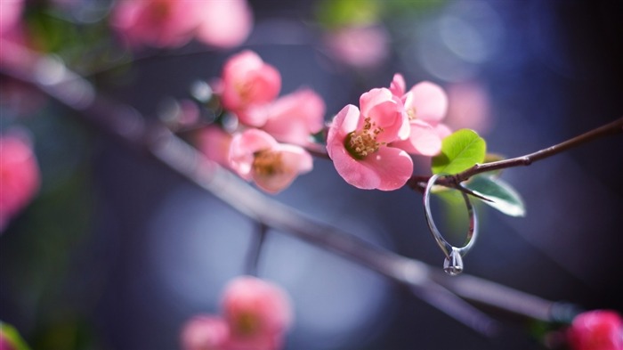 春季ブルームの花-マクロ写真の壁紙 ブラウズ:6408