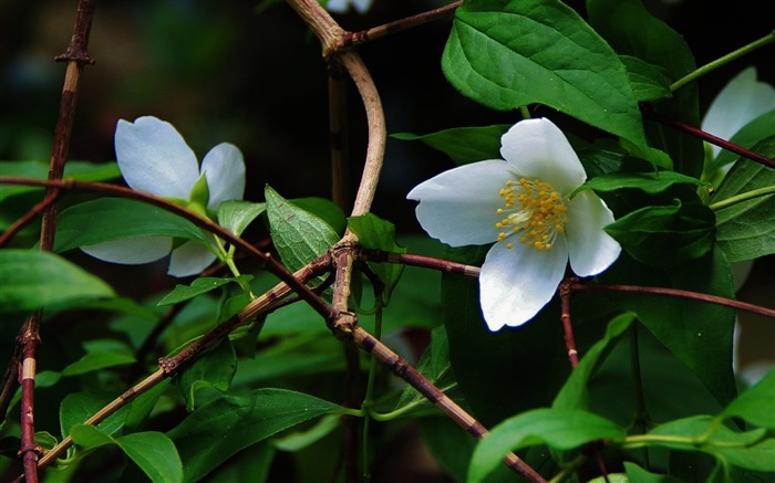 白い花は葉の植物-マクロ写真の壁紙 ブラウズ:7230