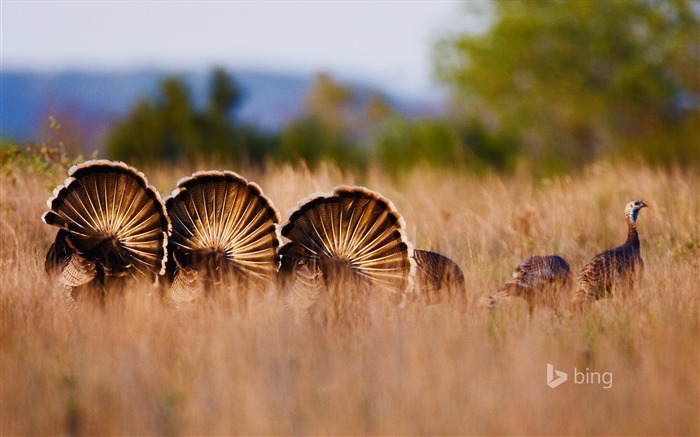 Turquia selvagem Meleagris gallopavo-Novembro 2015 Bing Wallpaper Visualizações:8258