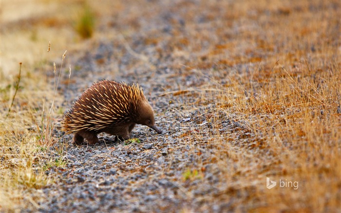 An echidna out and about-Bing Desktop Wallpaper Views:8995 Date:2015/12/20 2:14:16