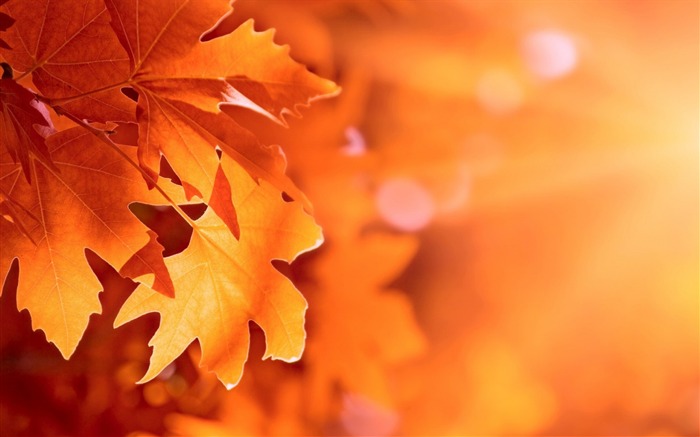 Autumn leaves bokeh-High Quality HD Wallpaper Views:11815 Date:2015/12/11 20:48:23