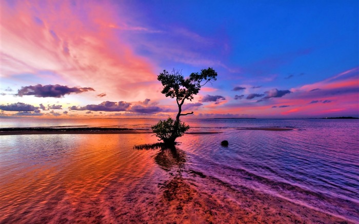 Beau coucher de soleil arbre solitaire plage-Nature Fond d'écran HD Vues:18904