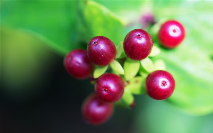 Berry branche macro-photographie Fond d'écran Vues:7649