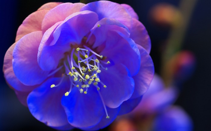 ブルーフラワーの夜の花-植物の写真壁紙 ブラウズ:9757