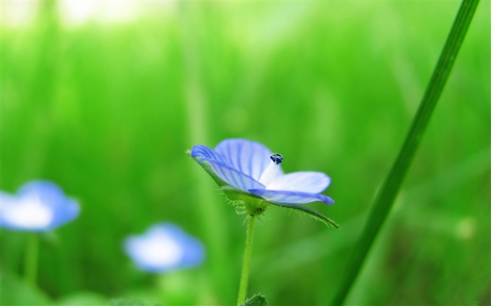 Fleur bleue herbe verte-Haute Qualité HD Wallpaper Vues:7405