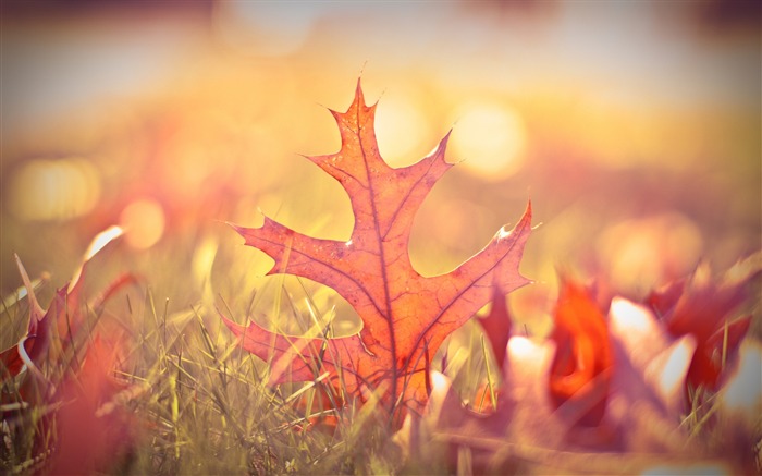 Bokeh laisse flou automne-HD Fond d'écran Vues:8859