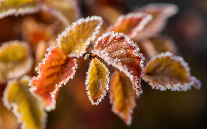 Branches leaves frost-High Quality HD Wallpaper Views:8735 Date:2015/12/11 20:49:43