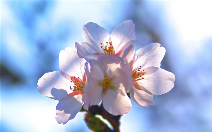 桜の花-植物の写真壁紙 ブラウズ:7259