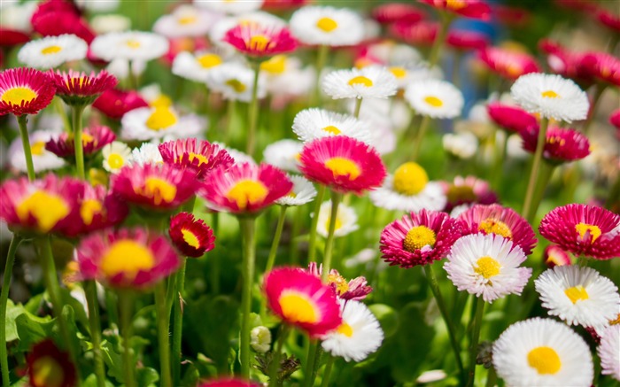 カラフルなヒナギクの花-植物の写真壁紙 ブラウズ:8557