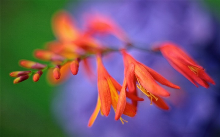 Crocosmia花クローズアップ-植物の写真壁紙 ブラウズ:7526