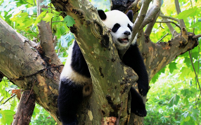 Lindo panda chino fotografía HD fondo de pantalla 04 Vistas:8551