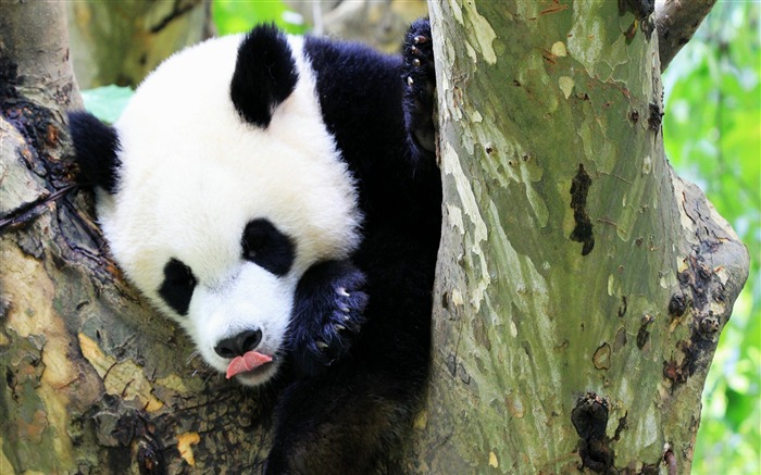 Lindo panda chino fotografía HD fondo de pantalla 07 Vistas:7057