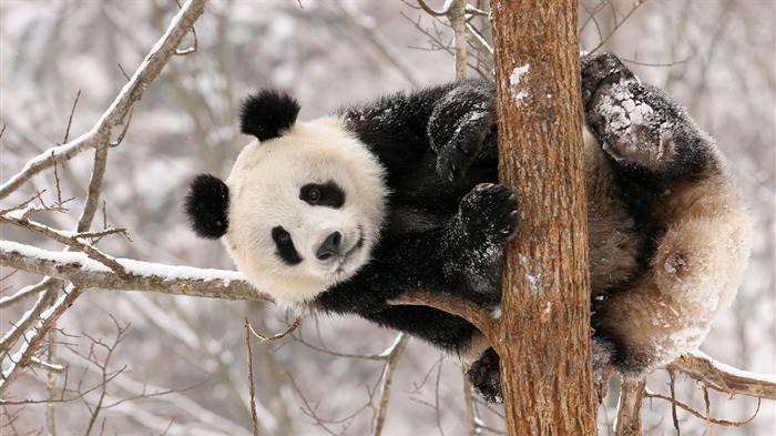 Lindo panda chino fotografía HD fondo de pantalla 08 Vistas:9087