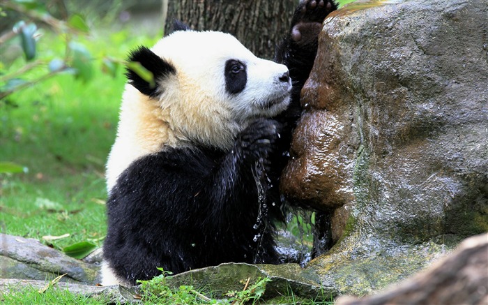 Lindo panda chino fotografía HD fondo de pantalla 10 Vistas:7266