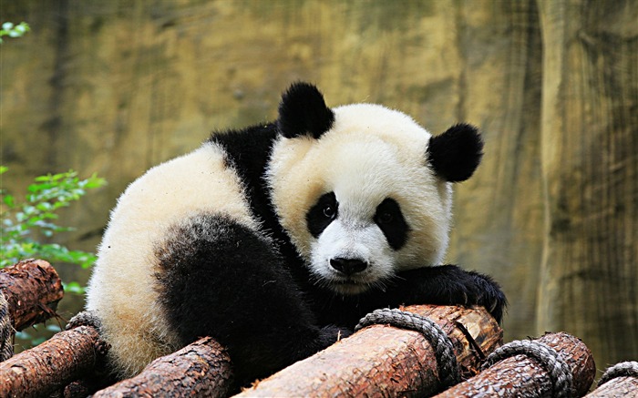 Lindo panda chino fotografía HD fondo de pantalla 13 Vistas:8862