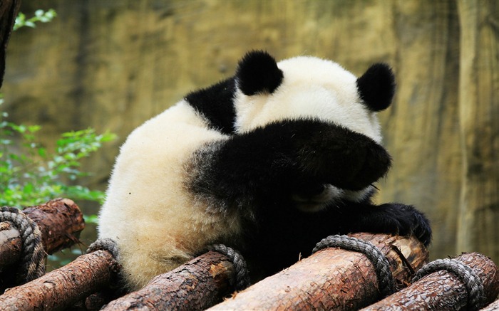 Lindo panda chino fotografía HD fondo de pantalla 14 Vistas:7571