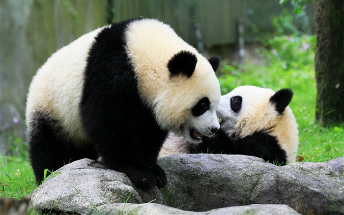 Lindo panda chino fotografía HD fondo de pantalla 16 Vistas:8377