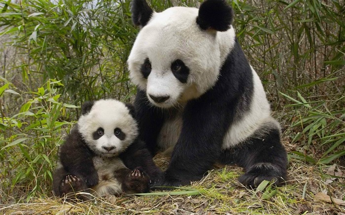 Lindo panda chino fotografía HD fondo de pantalla 17 Vistas:6823