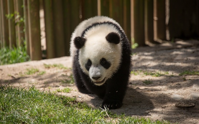 Lindo panda chino fotografía HD fondo de pantalla 18 Vistas:5774