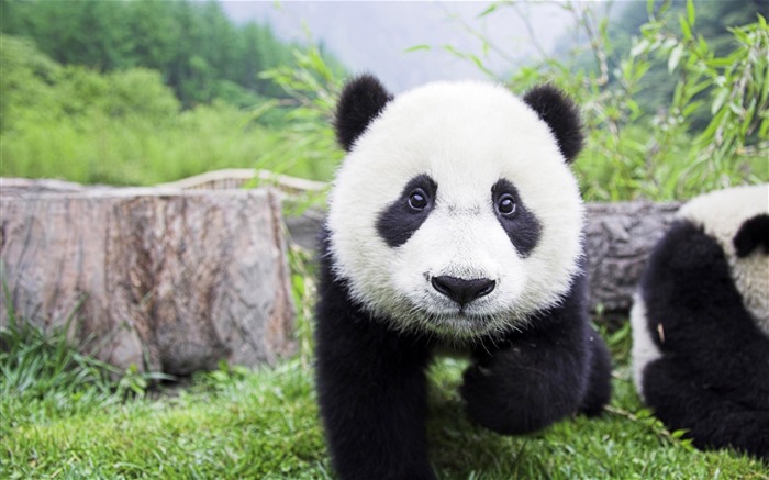 Cute Chinese panda photography HD wallpaper Views:39906