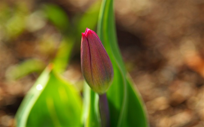 Le début du printemps tulipe bourgeon-Haute Qualité HD Wallpaper Vues:6789