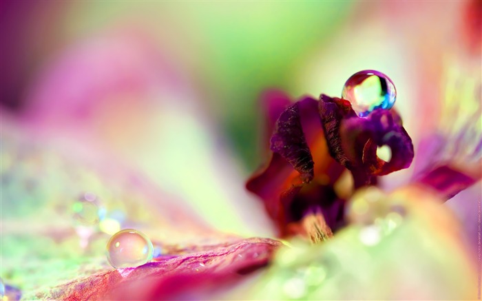 Fleur rosée de chute des pétales-Haute Qualité HD Fonds d'écran Vues:6505