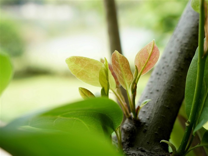 新鮮な緑の葉のHD植物の壁紙 ブラウズ:7223