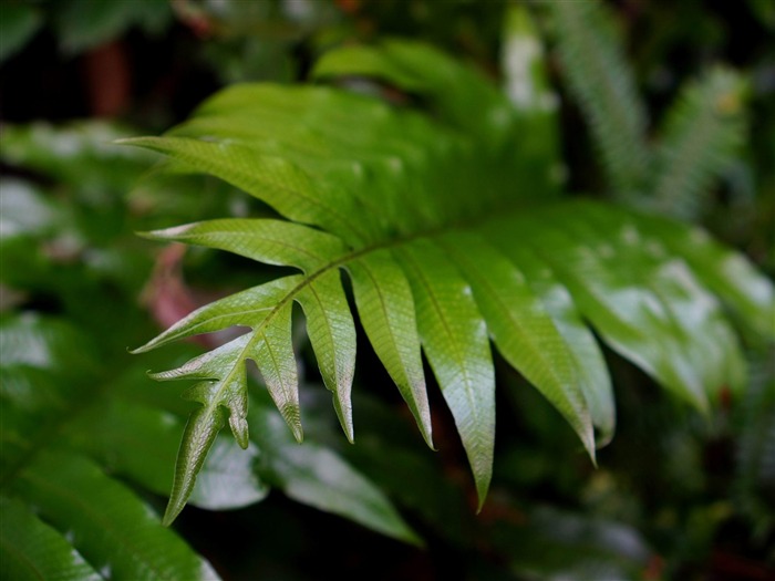 新鮮な緑の葉のHD植物の壁紙 ブラウズ:7104