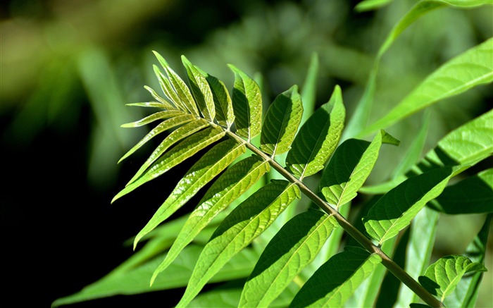 新鮮な緑の葉のHD植物の壁紙 ブラウズ:5799