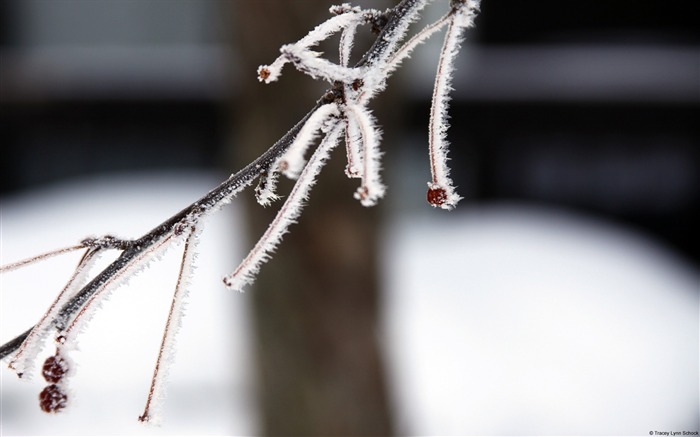 Frost branches-Windows 10 HD Wallpaper Views:7001 Date:2015/12/19 2:20:44