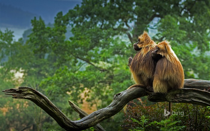 Geladas en repose-Bing fondo de pantalla Vistas:7987