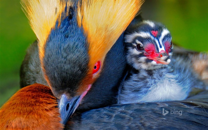 Horned grebe carrying its chick-Bing Desktop Wallpaper Views:8344 Date:2015/12/20 2:17:30