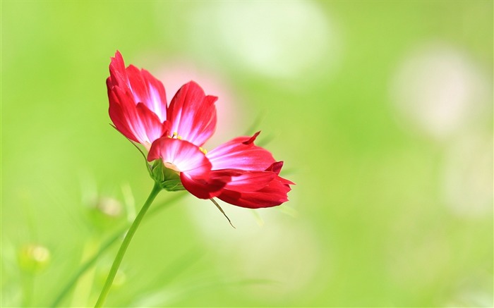 Kosmeya flower macro-alta qualidade HD Wallpaper Visualizações:8022