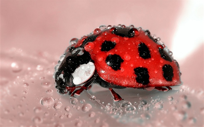 Surface de chute coccinelle-Haute Qualité HD Fonds d'écran Vues:7199