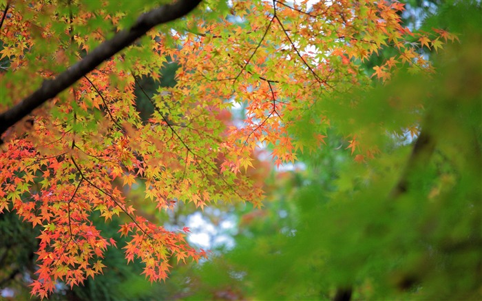 Maple Autumn Bokeh-High Quality HD Wallpaper Views:8553 Date:2015/12/11 21:00:53