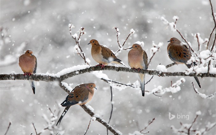 Mourning doves near Bear River-Bing Desktop Wallpaper Views:8400 Date:2015/12/20 2:20:29