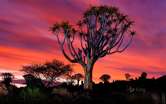 Namibia Quiver Tree-Bing Fondos de escritorio Vistas:7870