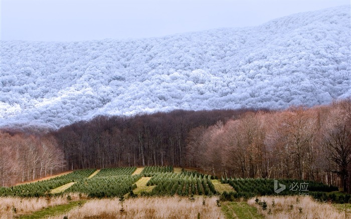 Bosque de invierno de Carolina del Norte-Bing Fondos de escritorio Vistas:8682