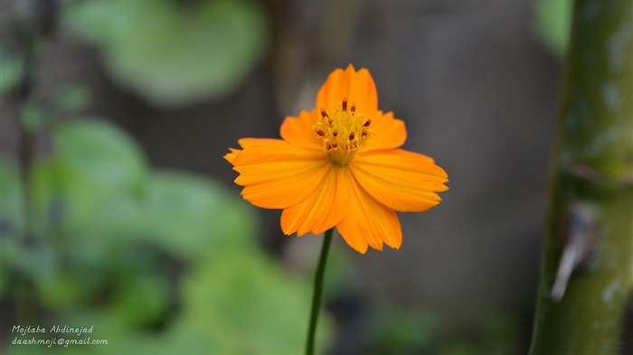 Orange Flower Bokeh-2015 High Quality Wallpaper Views:6139 Date:2015/12/14 6:31:05