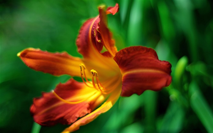 オレンジニッコウキスゲの花-植物の写真壁紙 ブラウズ:6939