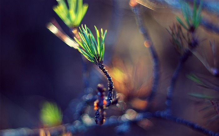 Herbes poussent pins bokeh-HD Fond d'écran Vues:5913