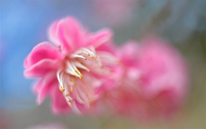 ピンクの花マクロ-植物の写真壁紙 ブラウズ:6584